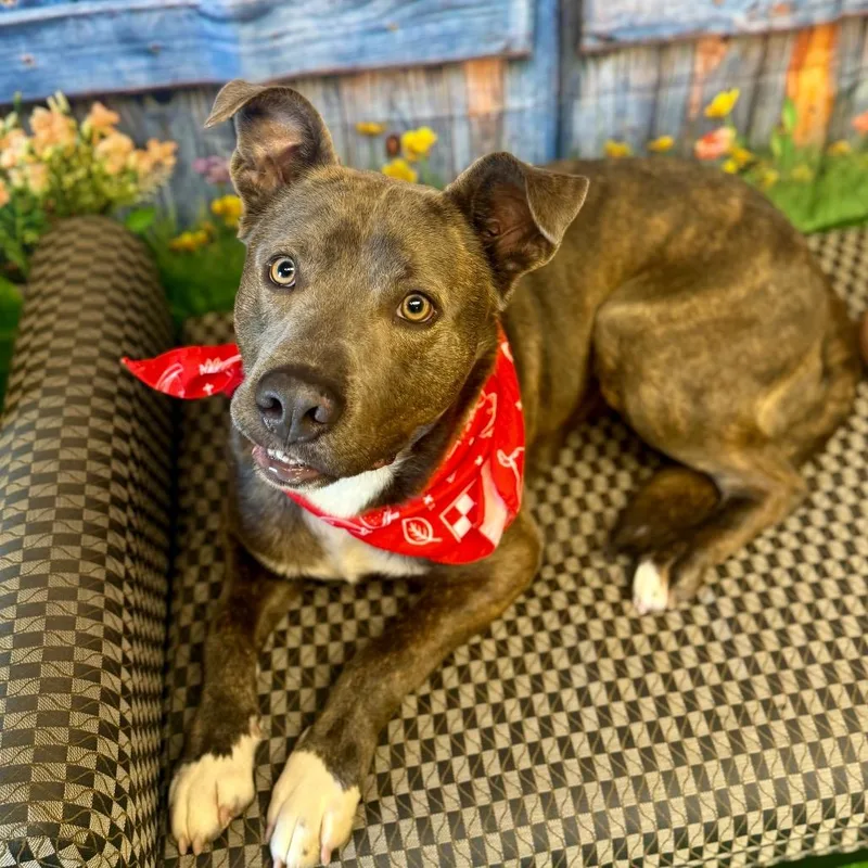 Carnitine thumbnail 3