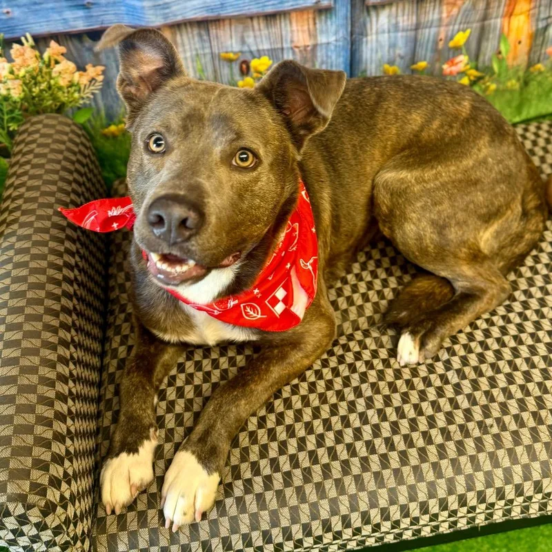 Carnitine thumbnail 4