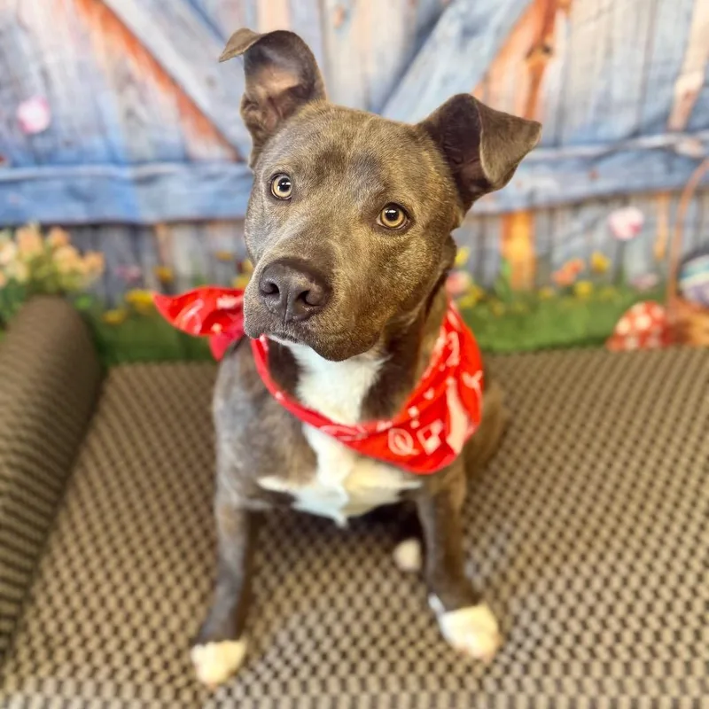 Carnitine thumbnail 5