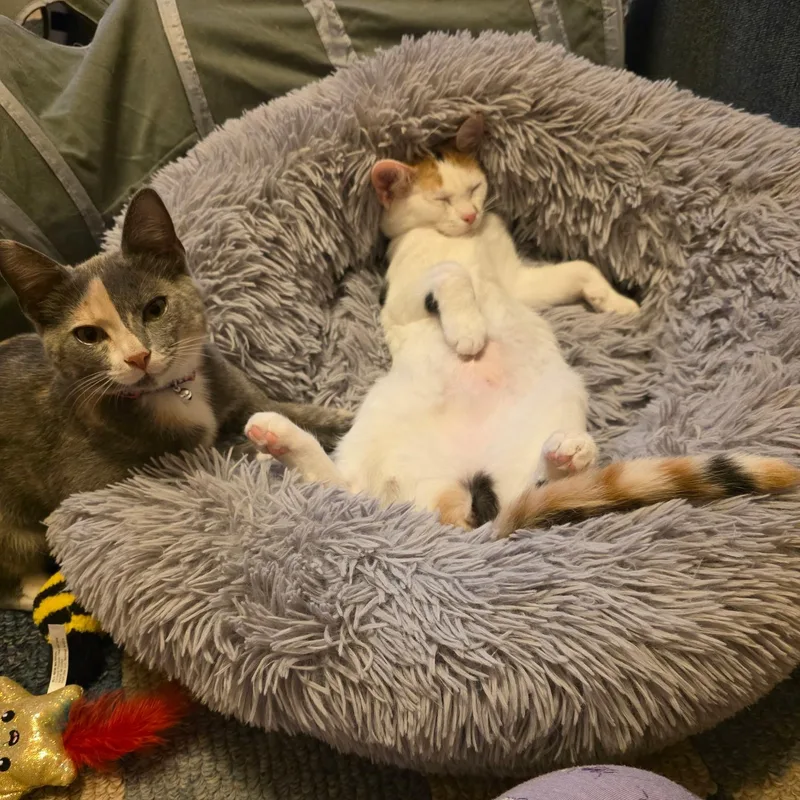 Peaches and Pebbles