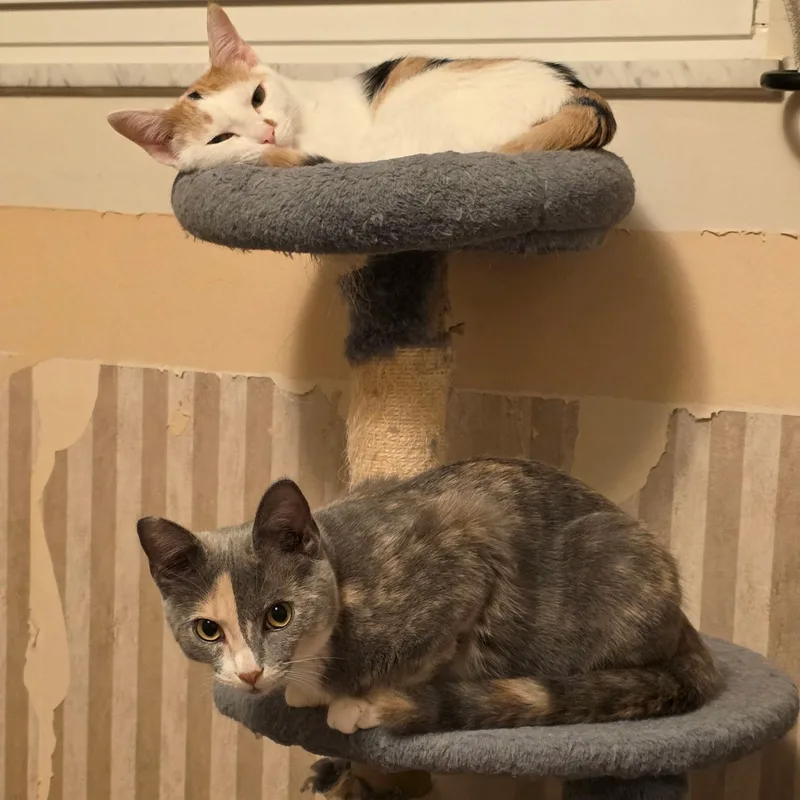 Peaches and Pebbles thumbnail 2
