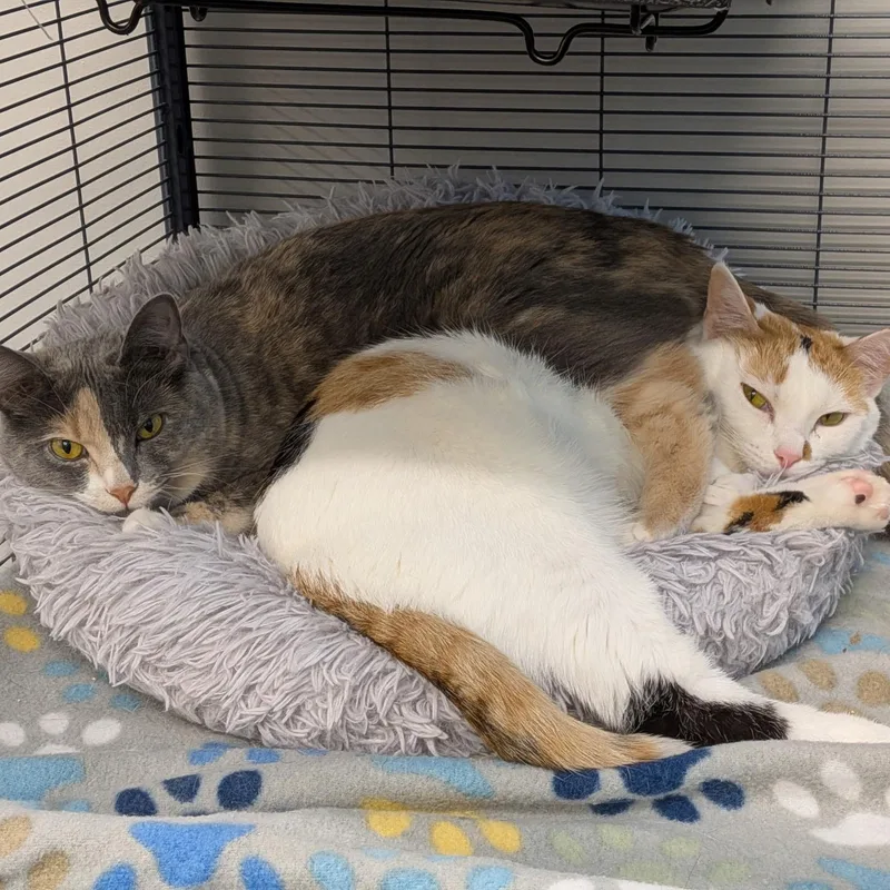 Peaches and Pebbles thumbnail 4