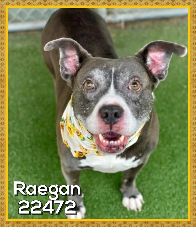 Raegan
