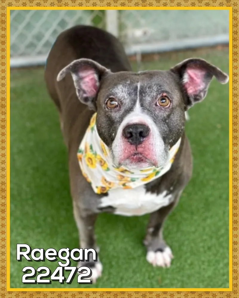 Raegan thumbnail 2