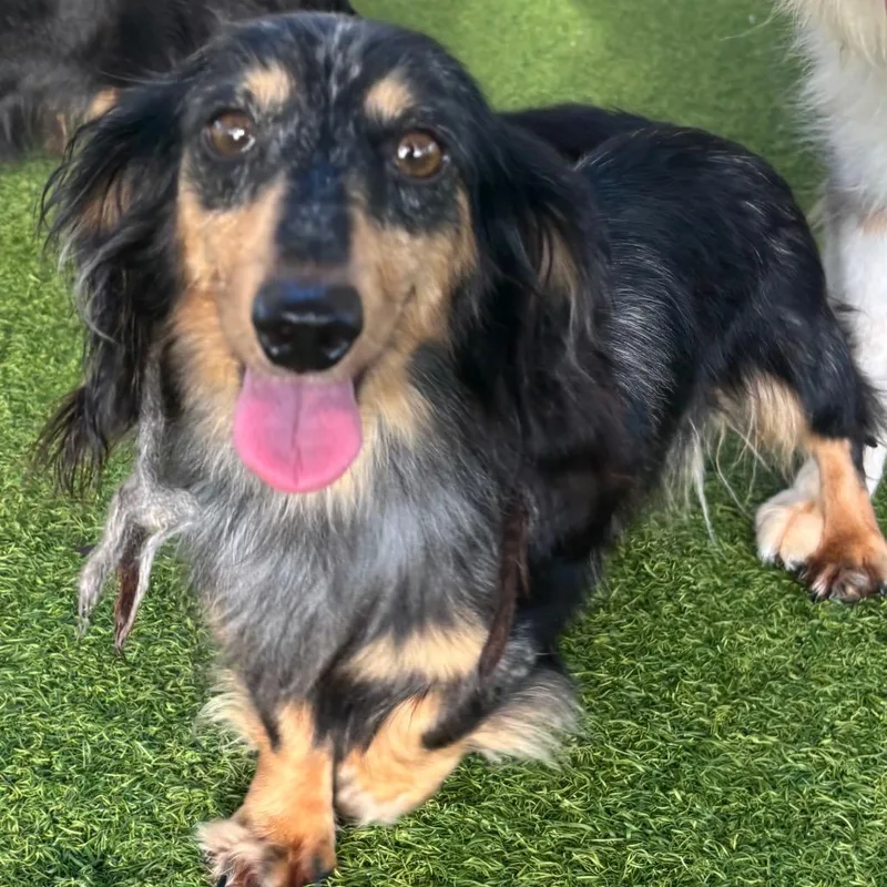 An adult small-sized female Yellow / Tan / Blond / Fawn Dachshund dog named Daisy Dove for adoption in LOXAHATCHEE, FL