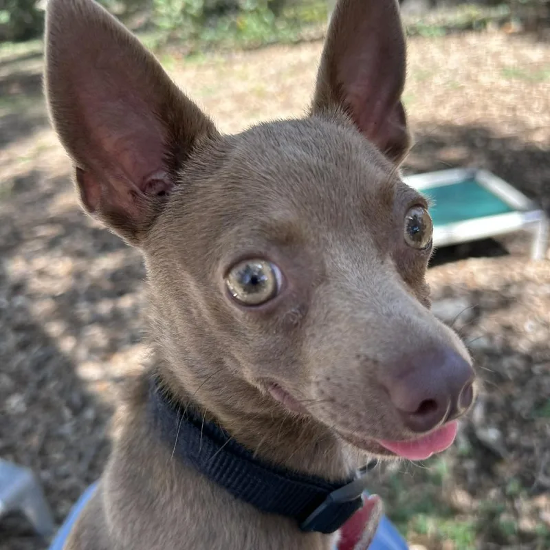 A young small-sized male Brown / Chocolate Chihuahua dog named Nacho for adoption in Wimberley, TX