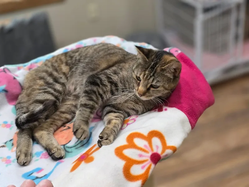 An adult medium-sized female Tortoiseshell Domestic Short Hair cat named Jessie for adoption in Oakville, WA