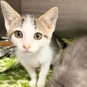 A baby small-sized female Domestic Short Hair cat named Pecan for adoption in Horn Lake, MS