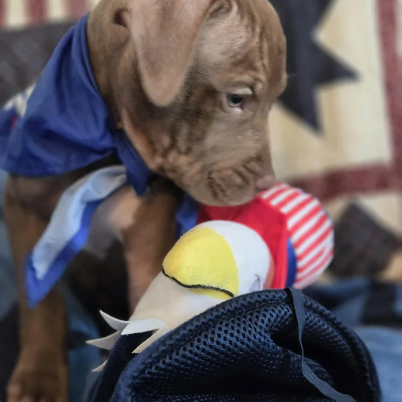 A baby medium-sized male Brown / Chocolate Pit Bull Terrier dog named Mork for adoption in Greensboro, GA