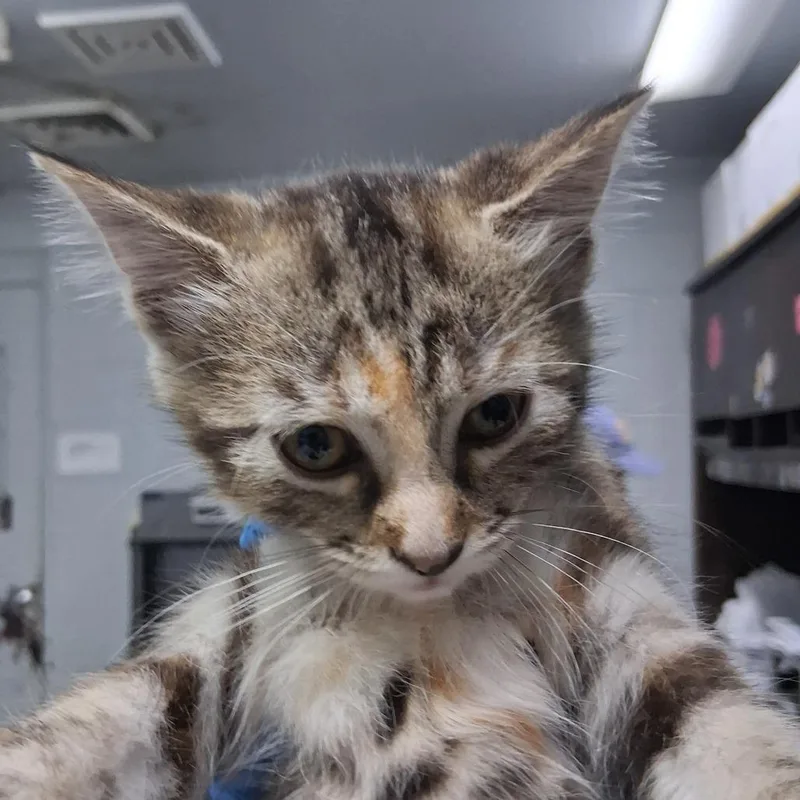 A baby small-sized female Brown / Chocolate Domestic Medium Hair cat named Caliope for adoption in Summerville, SC