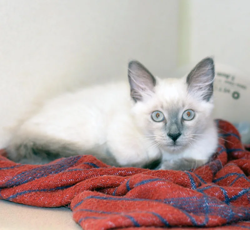 A baby medium-sized male Lilac Point Ragdoll cat named Buddy Buddy for adoption in San Clemente, CA