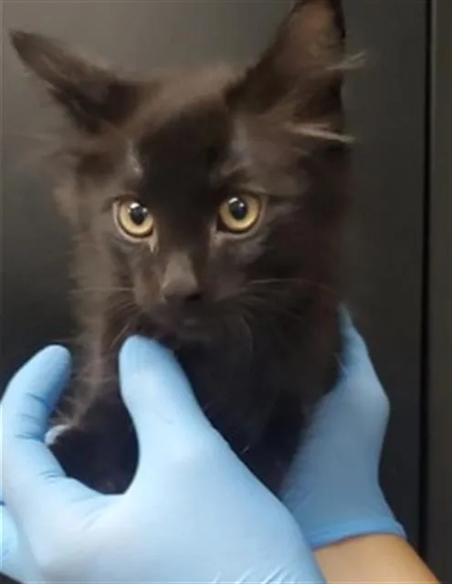 A baby small-sized male Domestic Short Hair cat named Aiden for adoption in San Bernardino, CA