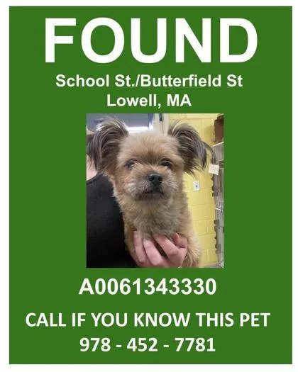 An adult small-sized male Mixed Breed dog named Brussel Sprout for adoption in Lowell, MA