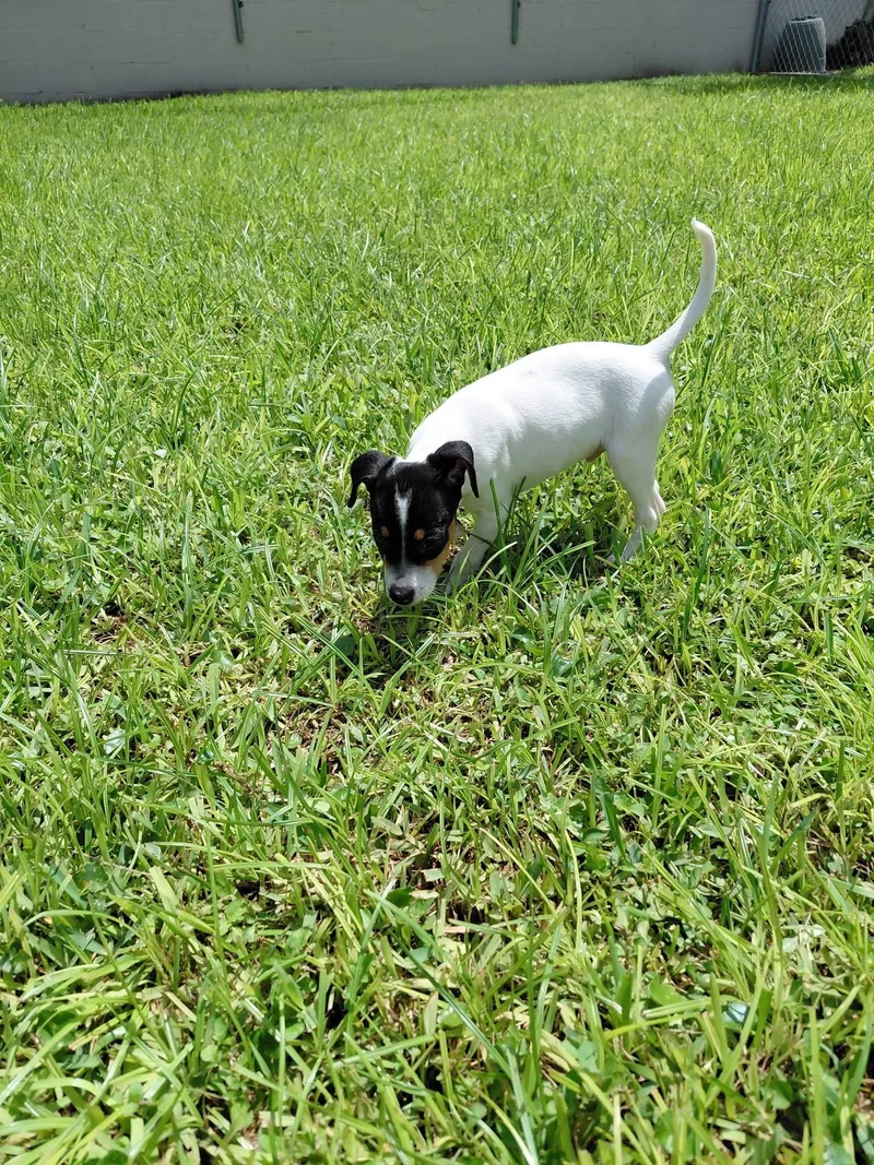 A baby small-sized male Rat Terrier dog named Rocket for adoption in Jacksonville, FL
