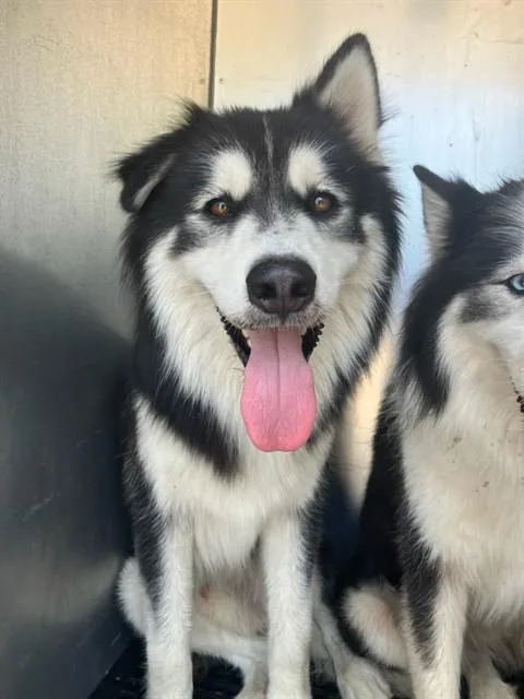 A young large-sized male Siberian Husky dog named Mario for adoption in Dallas, TX