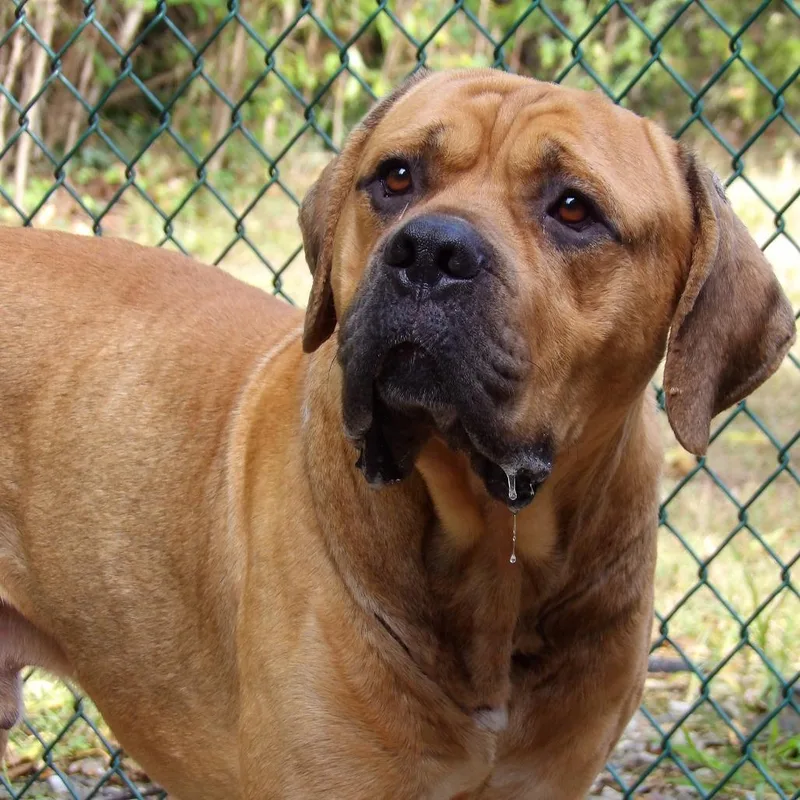 An adult large-sized male Brown / Chocolate Mastiff dog named Courage for adoption in Newark, NJ