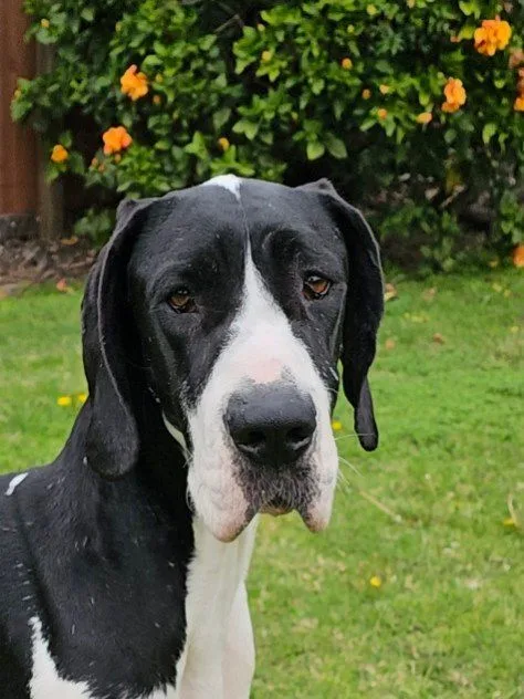 Gabriella thumbnail 2