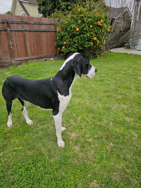 Gabriella thumbnail 3