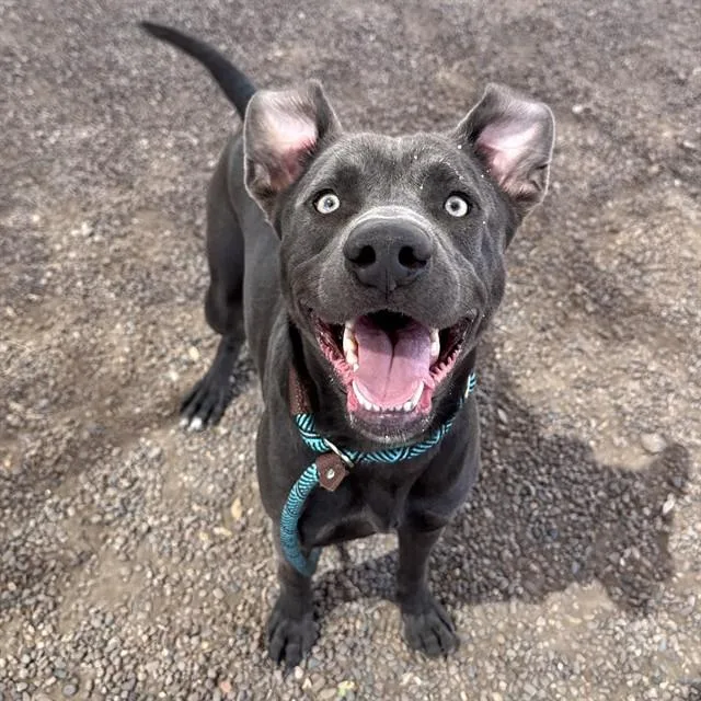 A young large-sized male Blue Lacy dog named Eaton for adoption in Mesa, AZ
