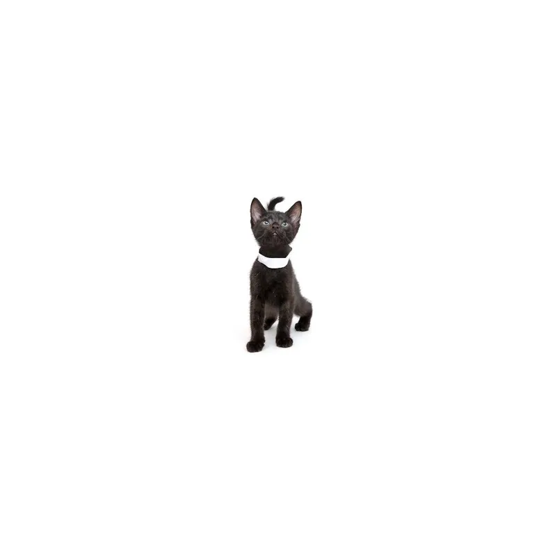 A baby small-sized male Black Domestic Short Hair cat named Hershey for adoption in Playa Vista, CA
