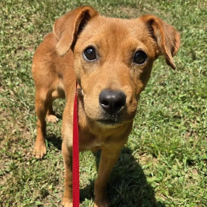 A young small-sized female Yellow / Tan / Blond / Fawn Terrier dog named Pumpkin for adoption in Fayetteville, GA