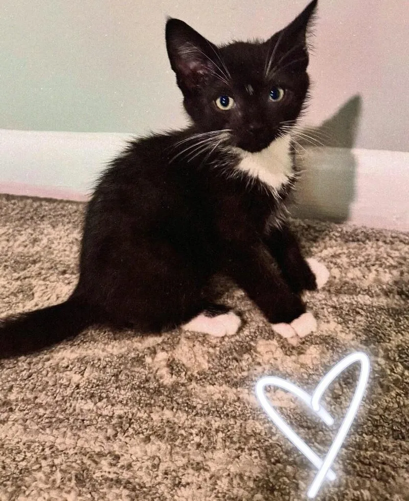 A baby small-sized male Extra-Toes Cat / Hemingway Polydactyl cat named Mittens PC for adoption in Greenville, SC