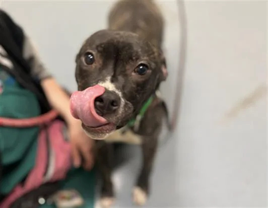 A young small-sized female Pit Bull Terrier dog named Lily for adoption in Denver, CO