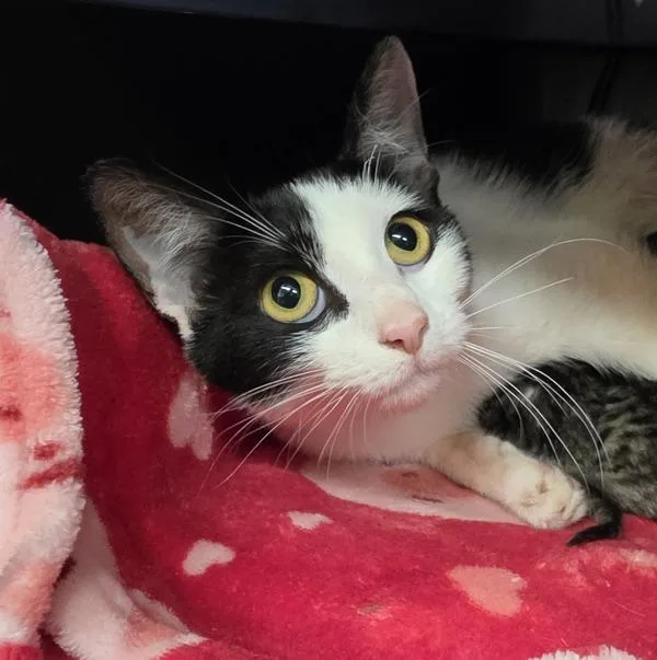 A young small-sized female Domestic Short Hair cat named Novalee for adoption in Silverdale, WA
