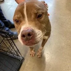 A senior large-sized male Brown / Chocolate Pit Bull Terrier dog named Peach Ring for adoption in York, PA