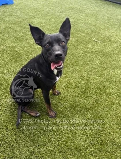 An adult medium-sized female Mixed Breed dog named Deika for adoption in Kenansville, NC