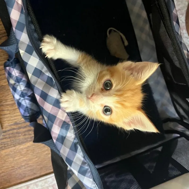 A baby small-sized male Orange / Red Domestic Short Hair cat named Ajax for adoption in Westminster, CA