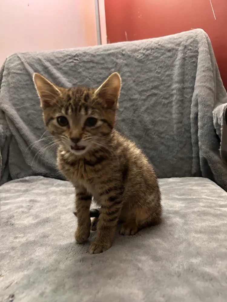 A baby small-sized female Domestic Short Hair cat named Pigs In A Blanket for adoption in Peoria, IL