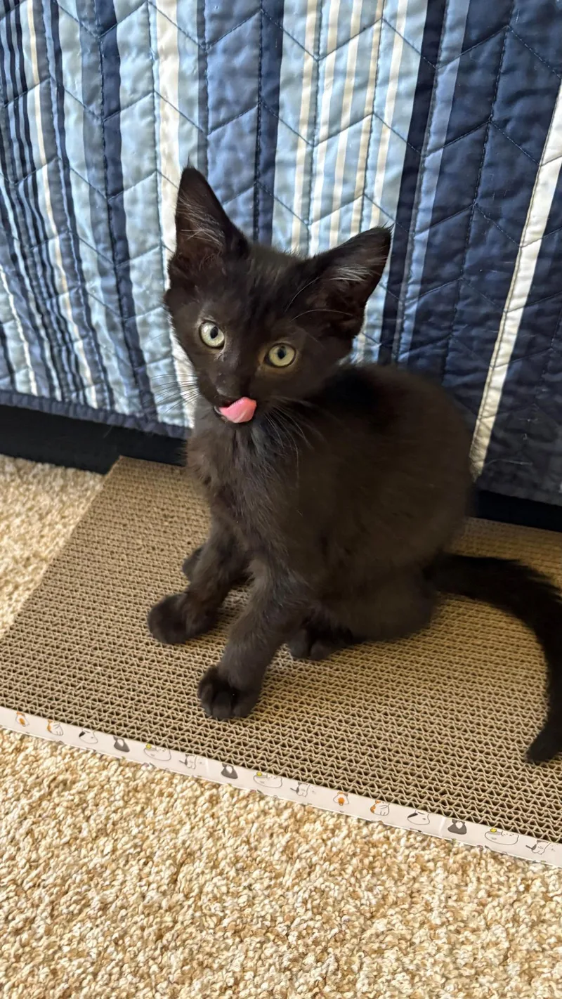A baby small-sized male Black Domestic Short Hair cat named Emmett Yuri for adoption in Chandler, AZ