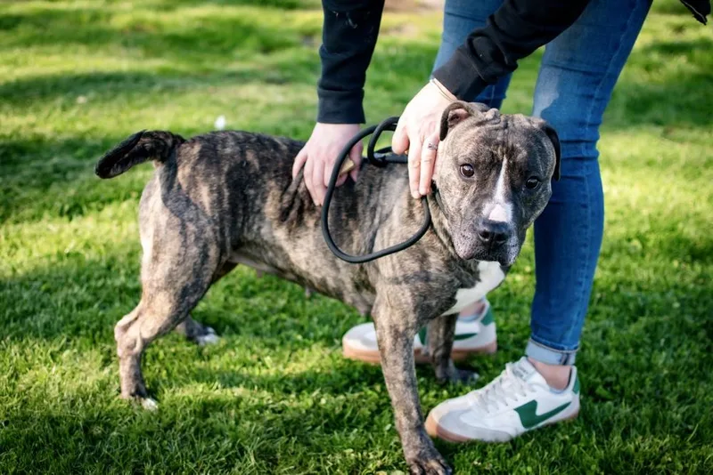 An adult large-sized female Pit Bull Terrier dog named Hannah Victoria for adoption in Frankfort, NY