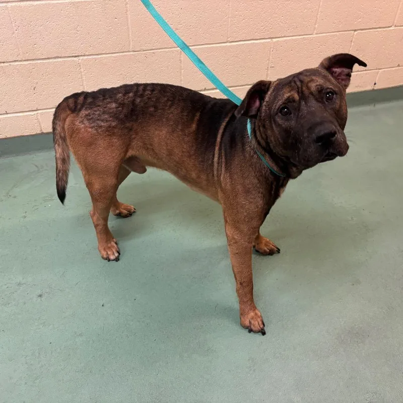 A young large-sized male Brown / Chocolate Mixed Breed dog named Professor Sheldon Oberon for adoption in Memphis, TN