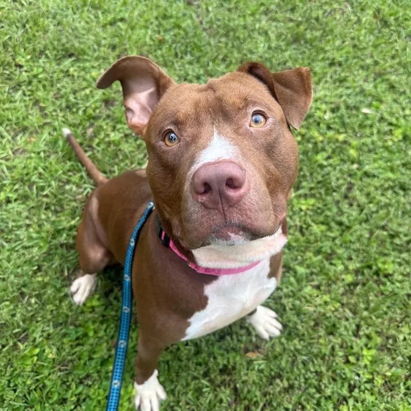 An adult large-sized male Brown / Chocolate Mixed Breed dog named Zeke for adoption in Sarasota, FL