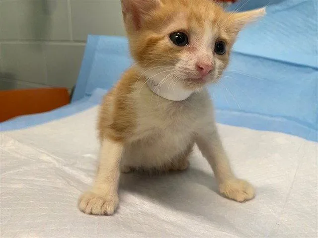 A baby small-sized male Orange / Red Domestic Short Hair cat named Cheese Stick for adoption in Tavares, FL