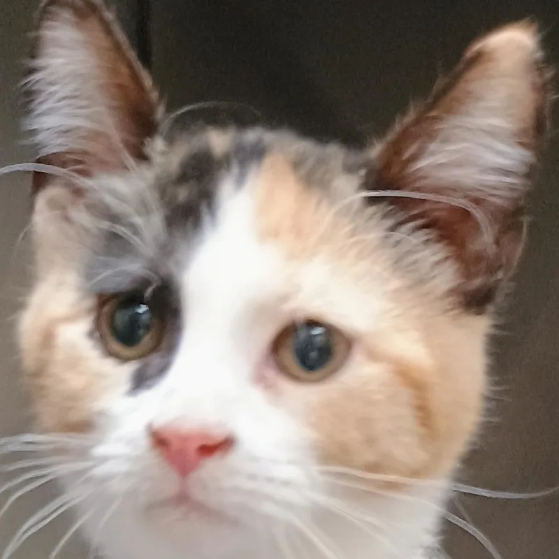 A baby small-sized female Calico Domestic Short Hair cat named Margo for adoption in Palestine, TX