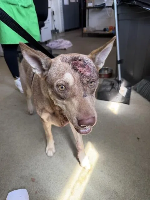A young large-sized female German Shepherd Dog dog named Simone for adoption in San Bernardino, CA