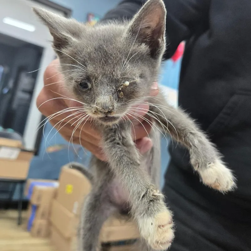 A baby small-sized male Gray / Blue / Silver Domestic Short Hair cat named Batman for adoption in Newark, NJ
