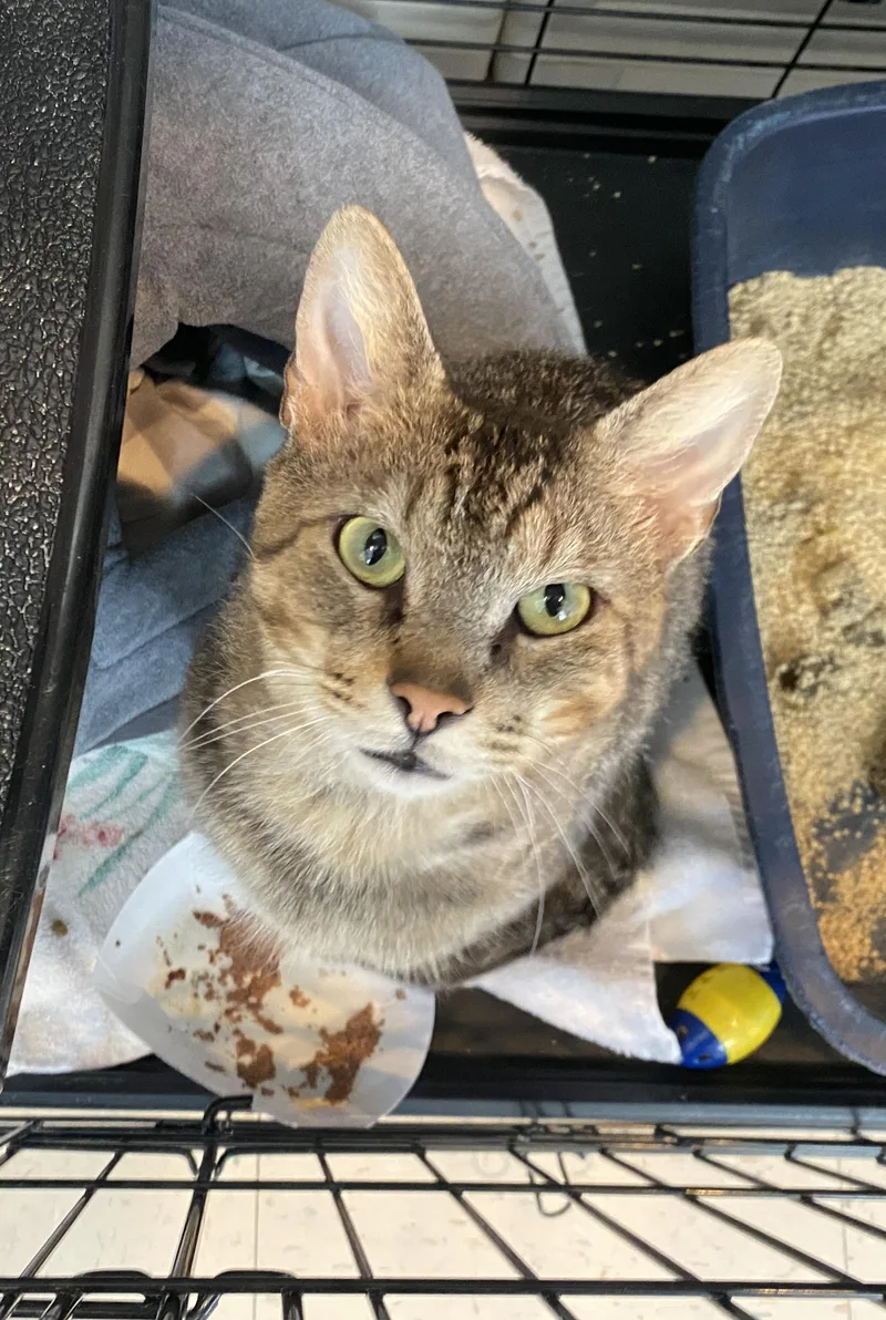 An adult medium-sized male Tabby (Brown / Chocolate) Domestic Short Hair cat named Rhysand for adoption in Salisbury, MA