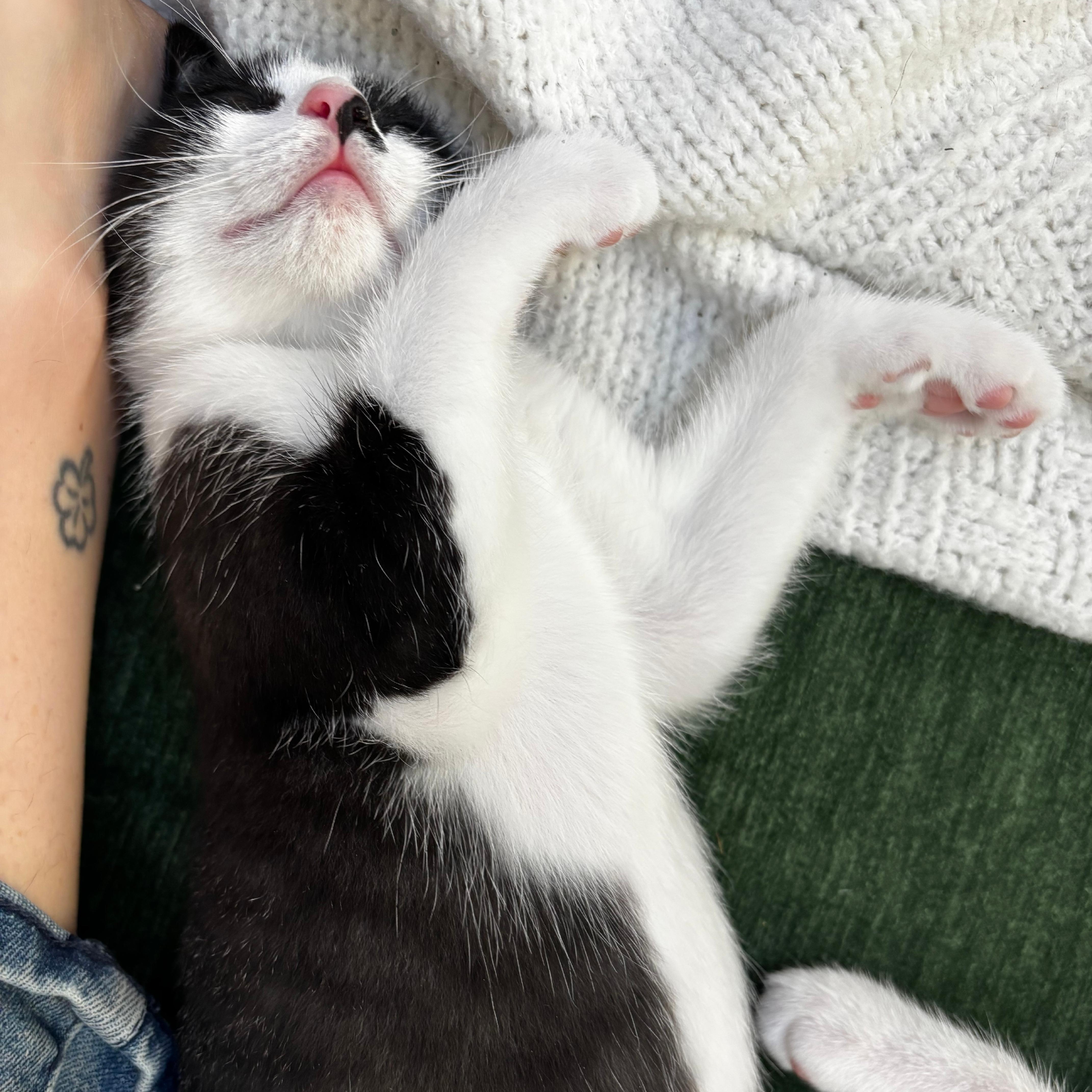 A baby small-sized male Black & White / Tuxedo Domestic Short Hair cat named Timothy Q. Mouse for adoption in Richmond, VA