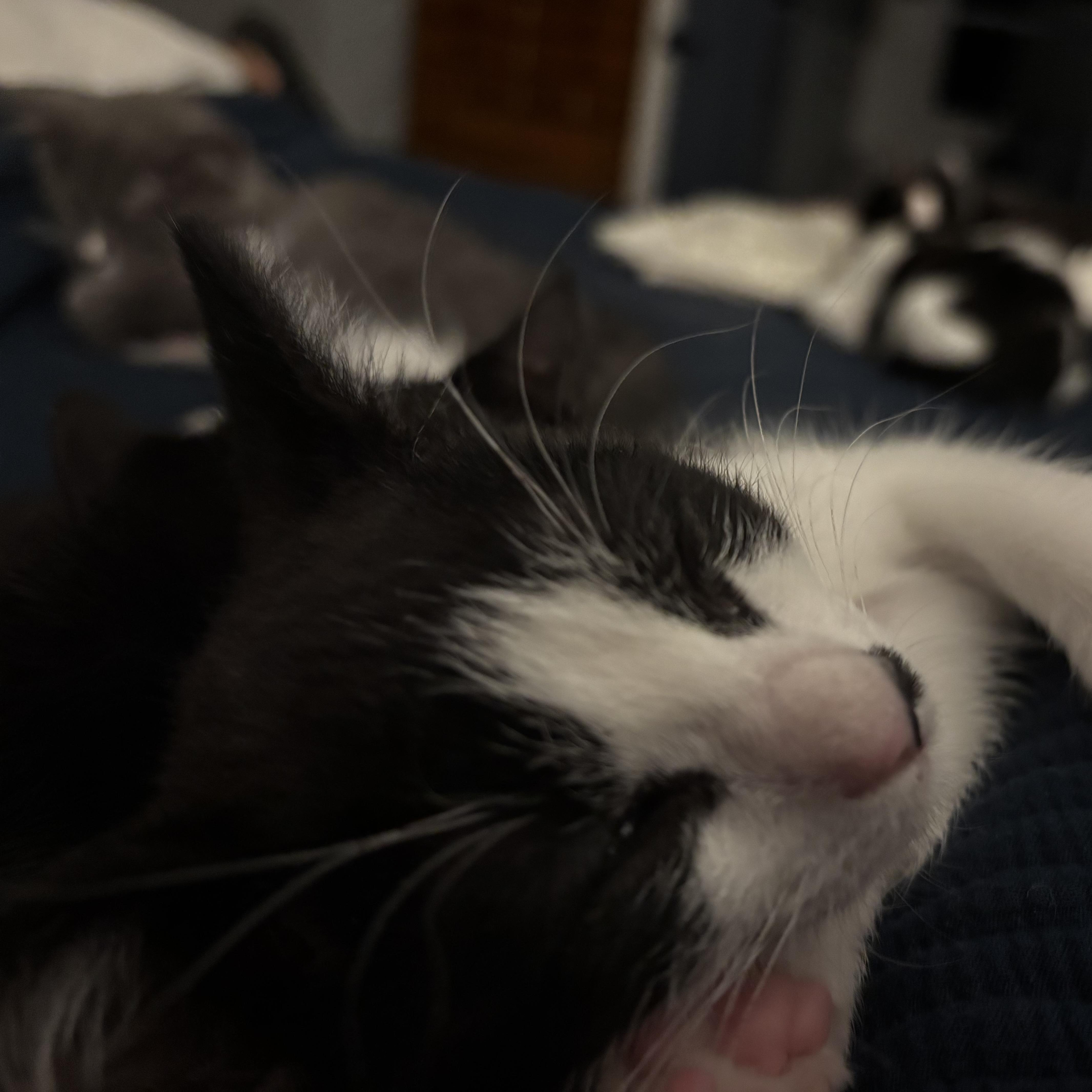 Timothy Q. Mouse thumbnail 2
