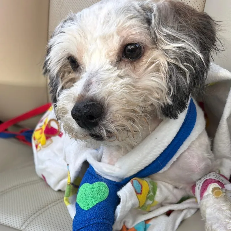 An adult small-sized male White / Cream Poodle dog named Charlie for adoption in West Chester, PA