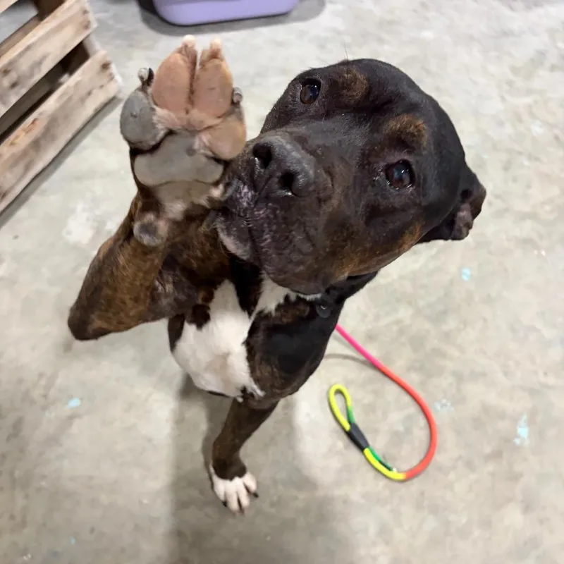 An adult large-sized male Pit Bull Terrier dog named Slim for adoption in Glen Rose, TX