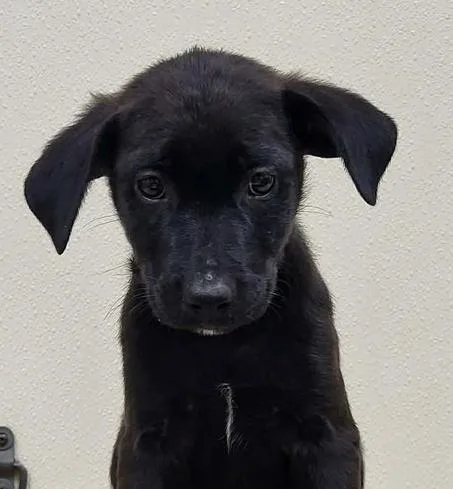 A baby medium-sized male Black Mixed Breed dog named Sparkler for adoption in Groveland, MA