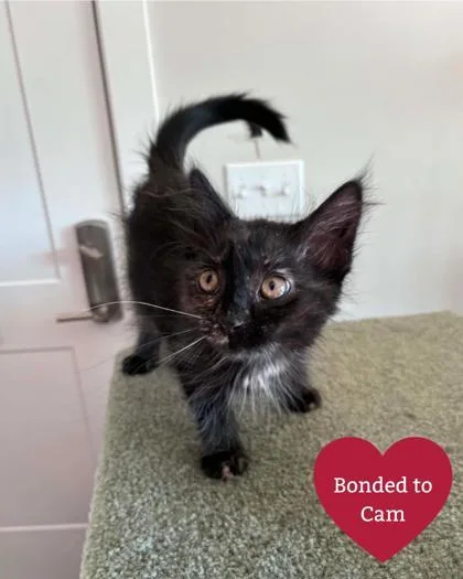 A baby small-sized female Domestic Short Hair cat named Alex for adoption in Traverse City, MI