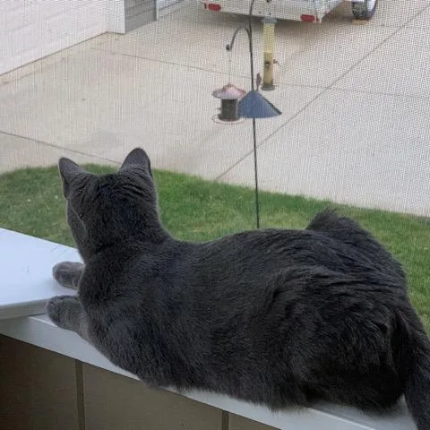 An adult medium-sized male Gray / Blue / Silver Domestic Short Hair cat named Gus for adoption in Middleton, WI