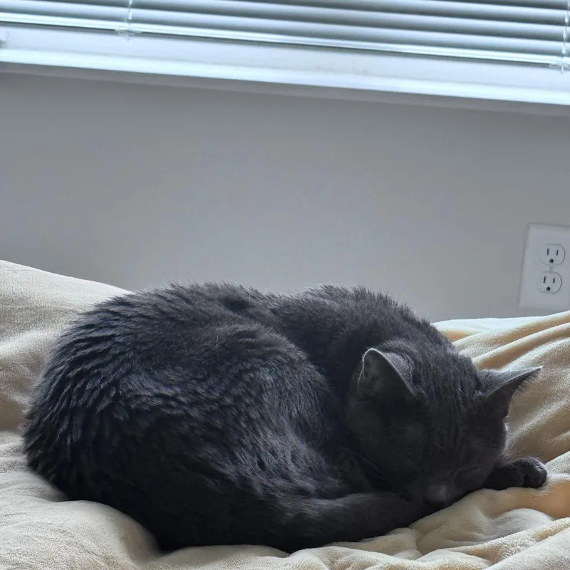 Gus thumbnail 3