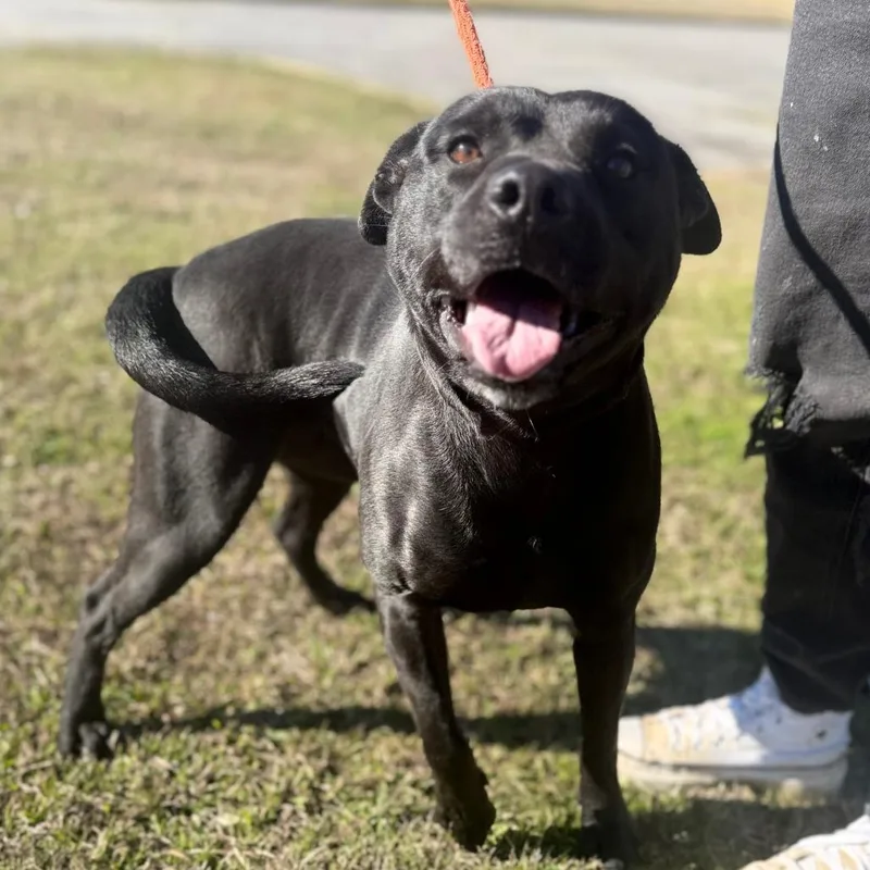 An adult medium-sized male Black Mixed Breed dog named Amigo for adoption in Corinth, MS